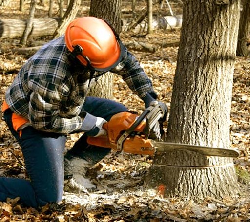Tree Removal in Powhattan, KS